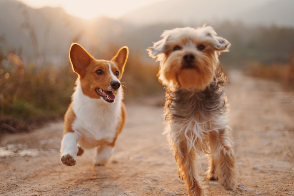 Pets Stay for Free | Green Dragon Hotel in Hereford